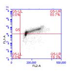 Phospho-MCM2 (Ser40, Ser41) Antibody in Flow Cytometry (Flow)