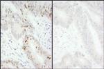 Phospho-MCM2 (Ser40, Ser41) Antibody in Immunohistochemistry (Paraffin) (IHC (P))