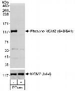 Phospho-MCM2 (Ser40, Ser41) Antibody in Western Blot (WB)