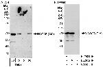 NCOA5/CIA Antibody in Western Blot (WB)