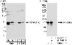 NCOA5/CIA Antibody in Western Blot (WB)