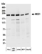 MED1 Antibody in Western Blot (WB)