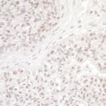 DC8 Polyclonal Antibody