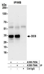 DC8 Antibody in Immunoprecipitation (IP)