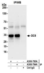 DC8 Antibody in Immunoprecipitation (IP)