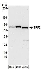 TRF2 Polyclonal Antibody