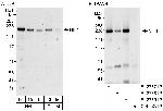 NIF1 Antibody in Western Blot (WB)