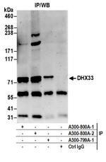 DHX33 Antibody in Immunoprecipitation (IP)