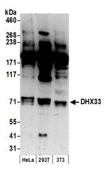 DHX33 Polyclonal Antibody