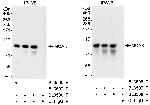 MCAK Antibody in Immunoprecipitation (IP)