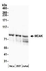 MCAK Antibody in Western Blot (WB)