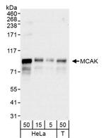 MCAK Antibody in Western Blot (WB)
