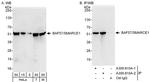 BAF57/SMARCE1 Antibody in Western Blot (WB)