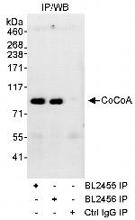 CoCoA Polyclonal Antibody
