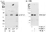 CoCoA Polyclonal Antibody