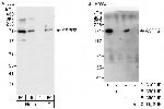 ASPP2 Polyclonal Antibody