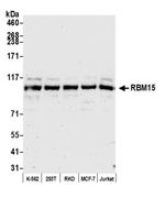 RBM15 Polyclonal Antibody