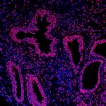 Histone H3 Antibody in Immunohistochemistry (Paraffin) (IHC (P))