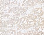 Histone H3 Antibody in Immunohistochemistry (Paraffin) (IHC (P))