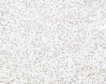 Histone H3 Antibody in Immunohistochemistry (Paraffin) (IHC (P))