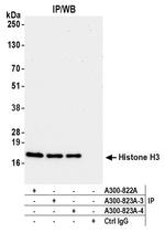 Histone H3 Antibody in Immunoprecipitation (IP)