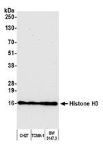 Histone H3 Antibody in Western Blot (WB)