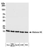 Histone H3 Antibody in Western Blot (WB)