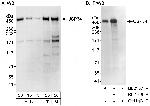 USP34 Antibody in Western Blot (WB)
