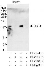 USP4 Polyclonal Antibody
