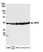 USP4 Polyclonal Antibody