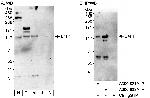 E4F1 Polyclonal Antibody
