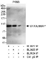 DTX3L/BBAP Polyclonal Antibody