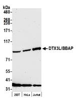 DTX3L/BBAP Polyclonal Antibody