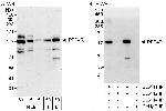 PPP4R1 Polyclonal Antibody