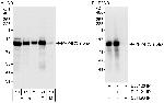 PPP4R3 Alpha Antibody in Western Blot (WB)