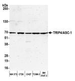 TRIP4/ASC-1 Polyclonal Antibody