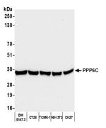 PPP6C Antibody in Western Blot (WB)