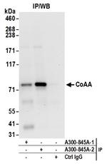 CoAA Antibody in Immunoprecipitation (IP)