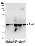 CoAA Antibody in Western Blot (WB)