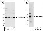 JPO2/RAM2 Polyclonal Antibody