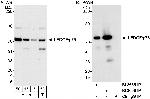 LEDGF/p75 Polyclonal Antibody