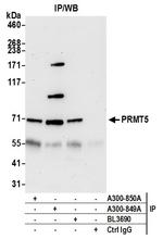 PRMT5 Polyclonal Antibody