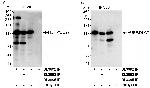 HURP/DLG7 Polyclonal Antibody