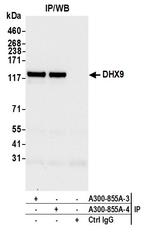 DHX9 Antibody in Immunoprecipitation (IP)