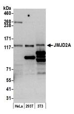 JMJD2A Polyclonal Antibody