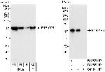 E1B-AP5 Antibody in Western Blot (WB)