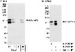 E1B-AP5 Antibody in Western Blot (WB)