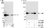 TRIP6 Polyclonal Antibody