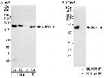 SUPT5H Antibody in Western Blot (WB)