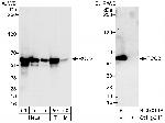 RCC2 Polyclonal Antibody